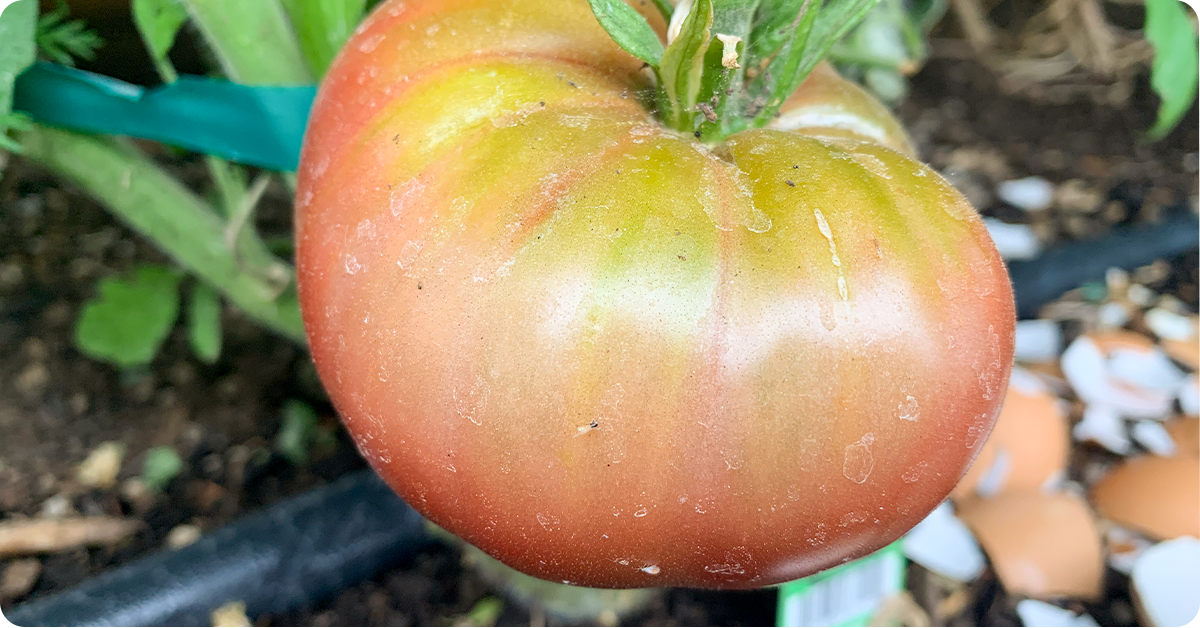 Cherokee purple tomato