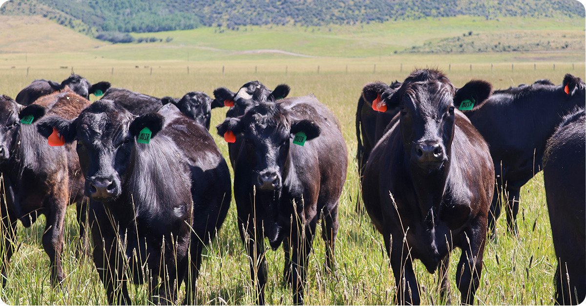 ultimate-guide-to-beef-cattle-protein-supplementation-img19