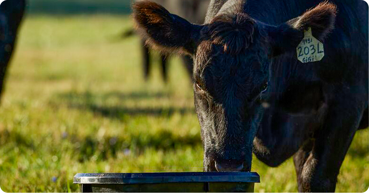 Understanding Beef Cattle Protein Requirements by Production Stage