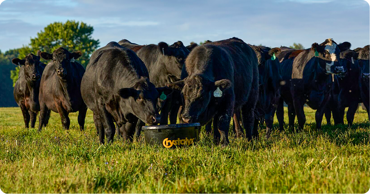 ultimate-guide-to-beef-cattle-protein-supplementation-img25