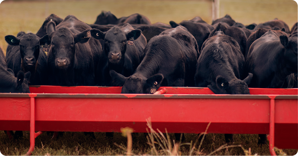 ultimate-guide-to-beef-cattle-protein-supplementation-img28