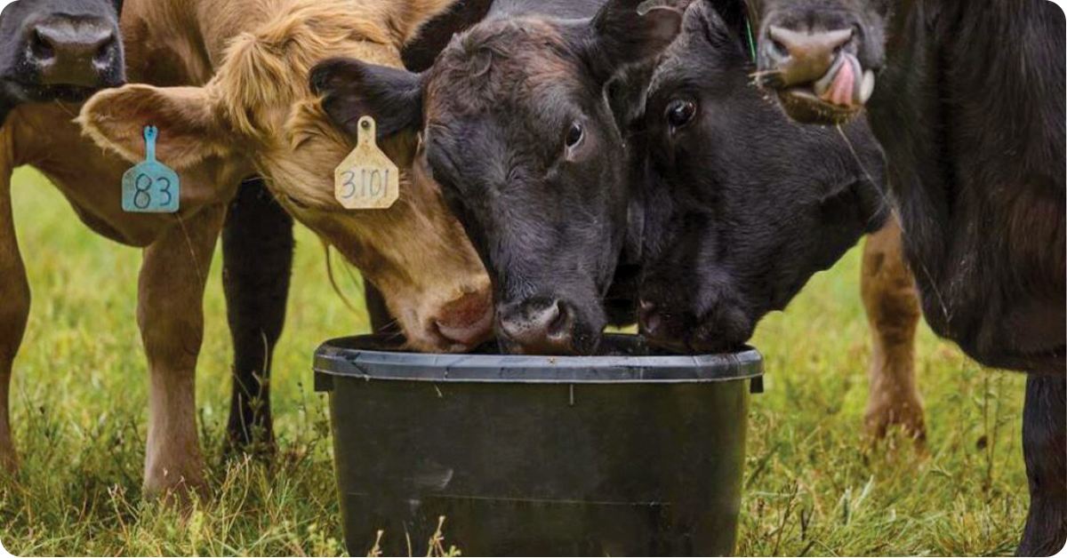 The Ultimate Guide to Beef Cattle Protein Supplementation | IFA's Blog