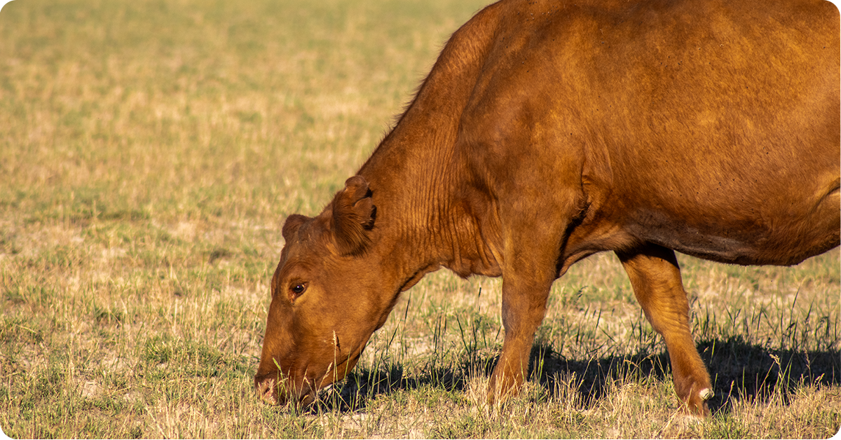 ultimate-guide-to-beef-cattle-protein-supplementation-img34