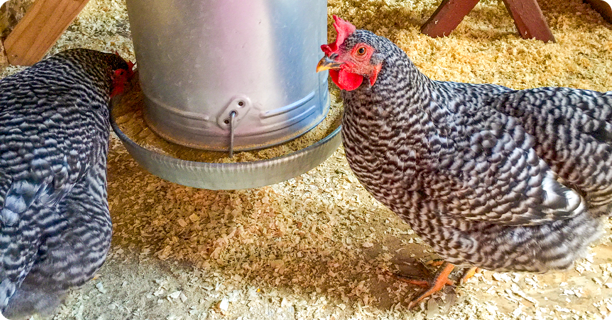 what-to-feed-chickens-img10