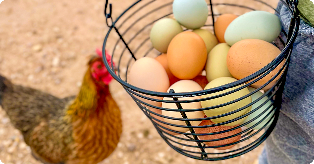 what-to-feed-chickens-img11