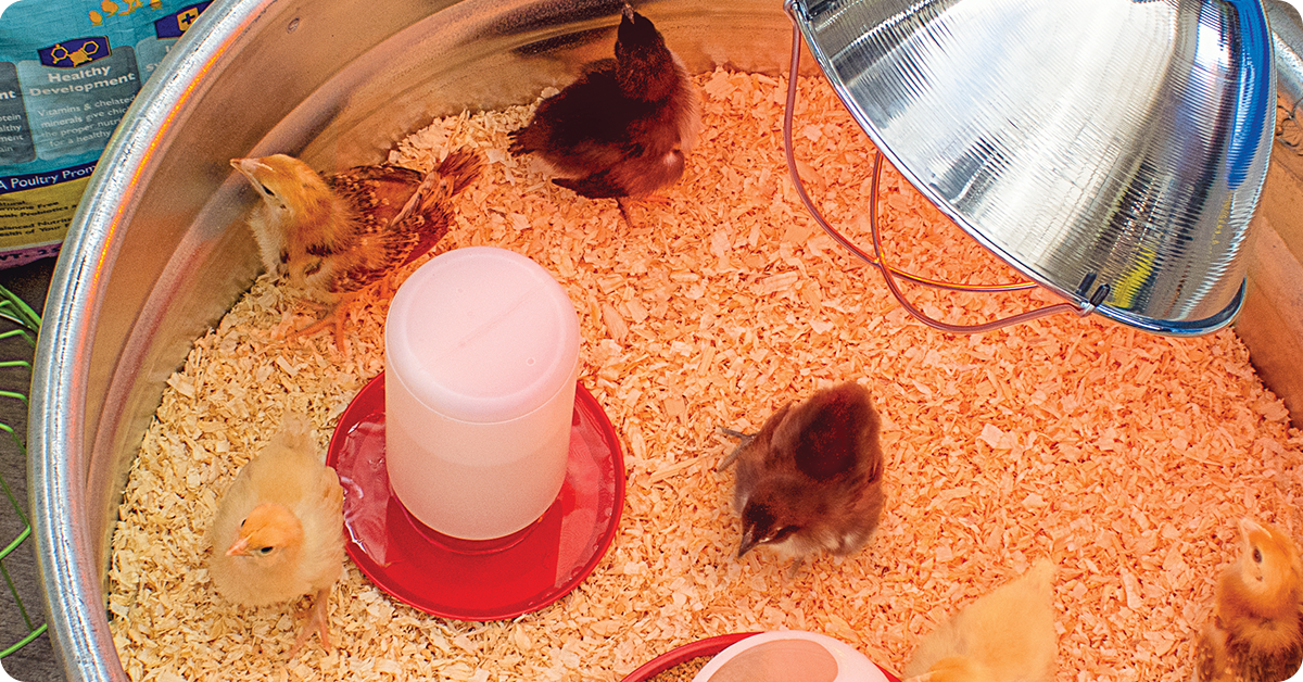 what-to-feed-chickens-img6