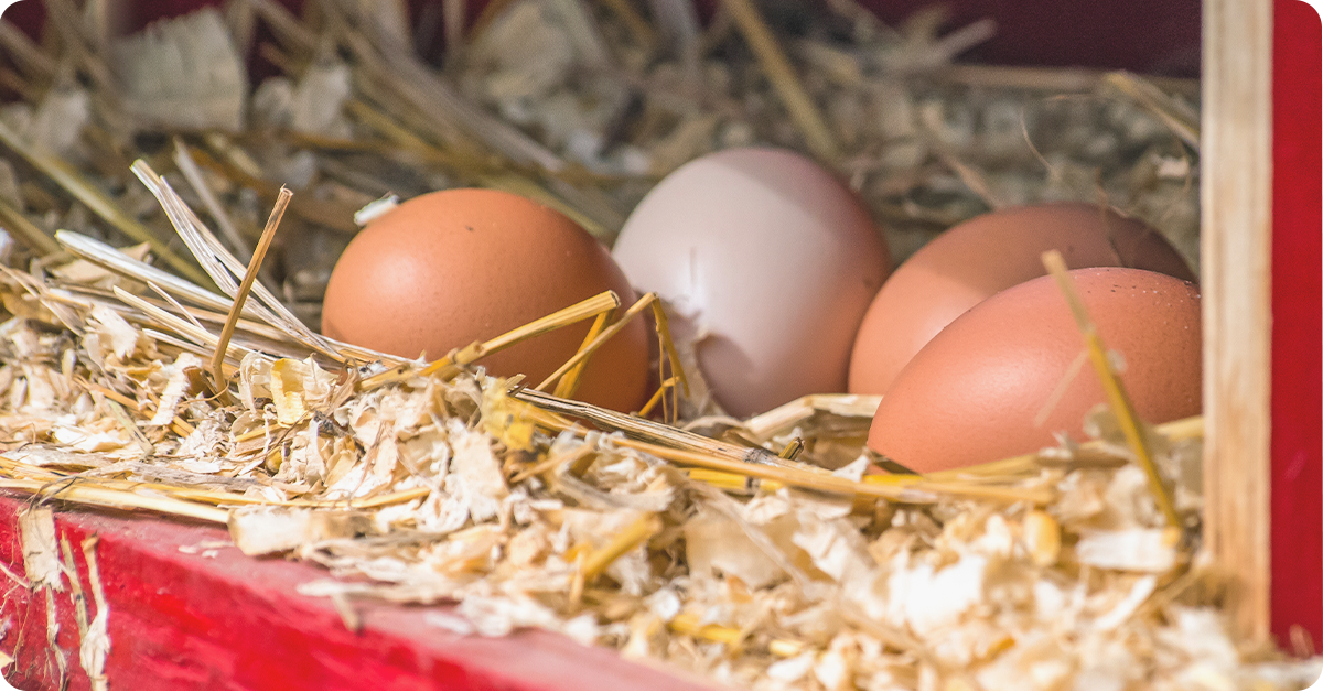 Winterizing Tips for Your Chicken Coop IFA's Helping to Grow Blog