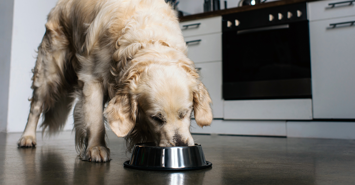 A Guide to Choosing the Right Dog Food