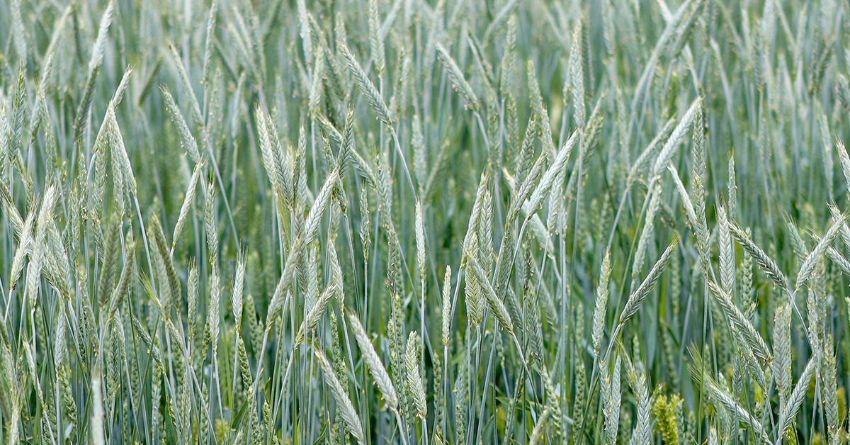 Guide to Successful Fall and Winter Forage Crops: Planting, Timing and Best Practices
