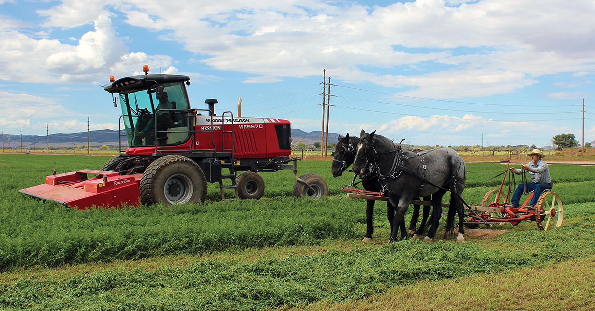 Alfalfa Seed Selection