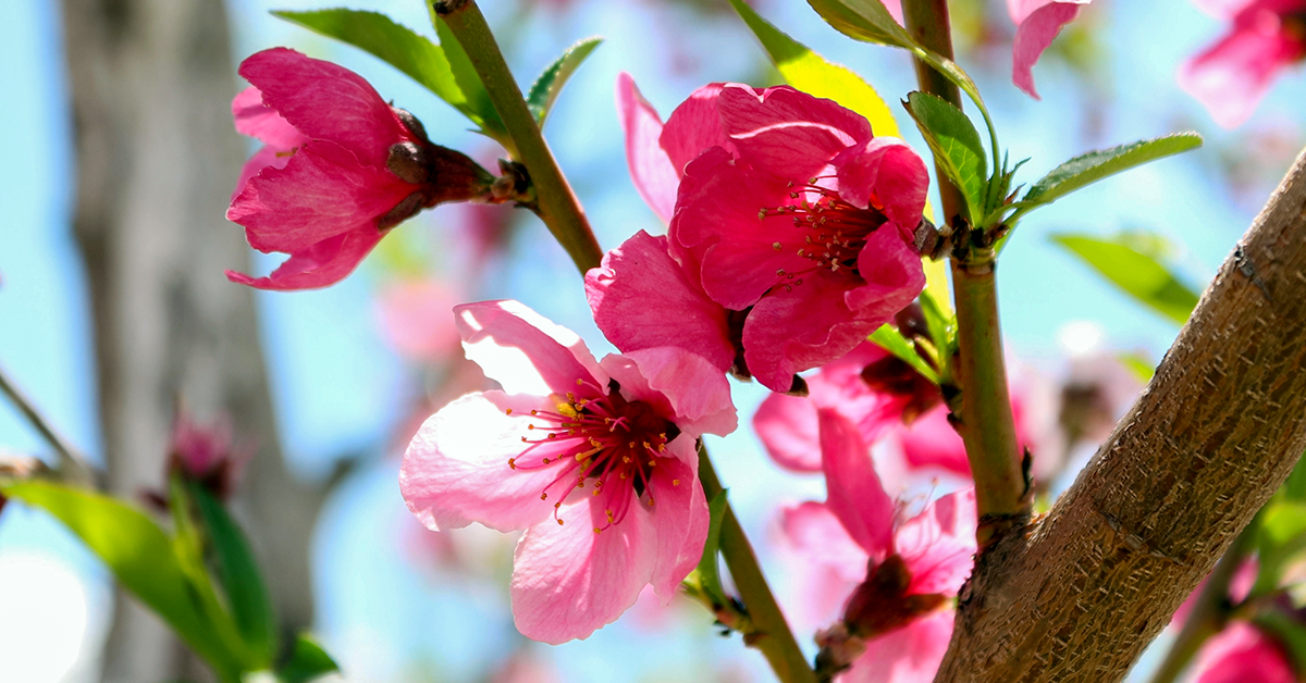 Peach and Dark Red ~ Transitioning from winter to Spring