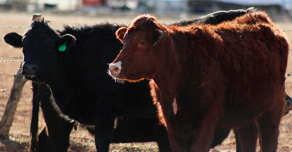 Buchanan Bovine: Growing On 100 Years of Utah Farming Tradition