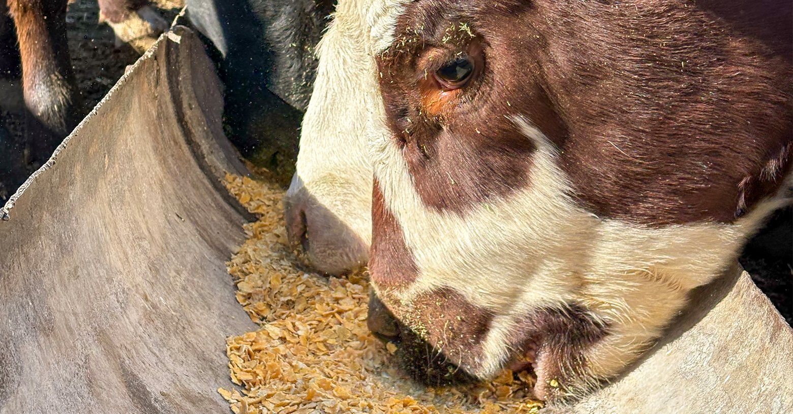 Cattle and Milk Markets: More Per Pound