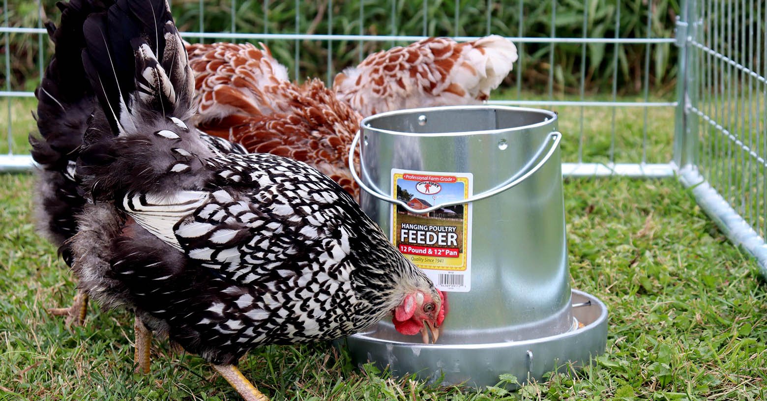 Choosing the Right Water and Feed Stations for Chickens