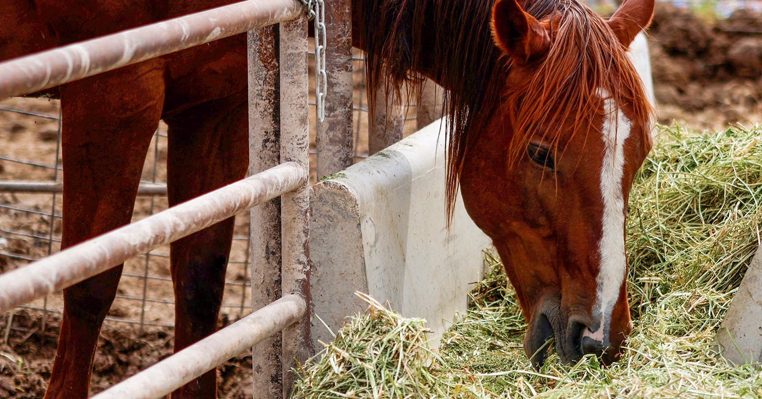 Choosing the Right Forage for Your Horse