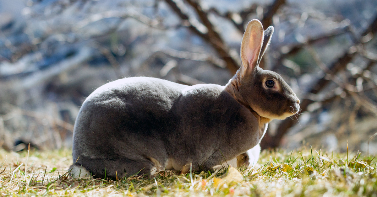 Choosing The Best Rabbit Feed