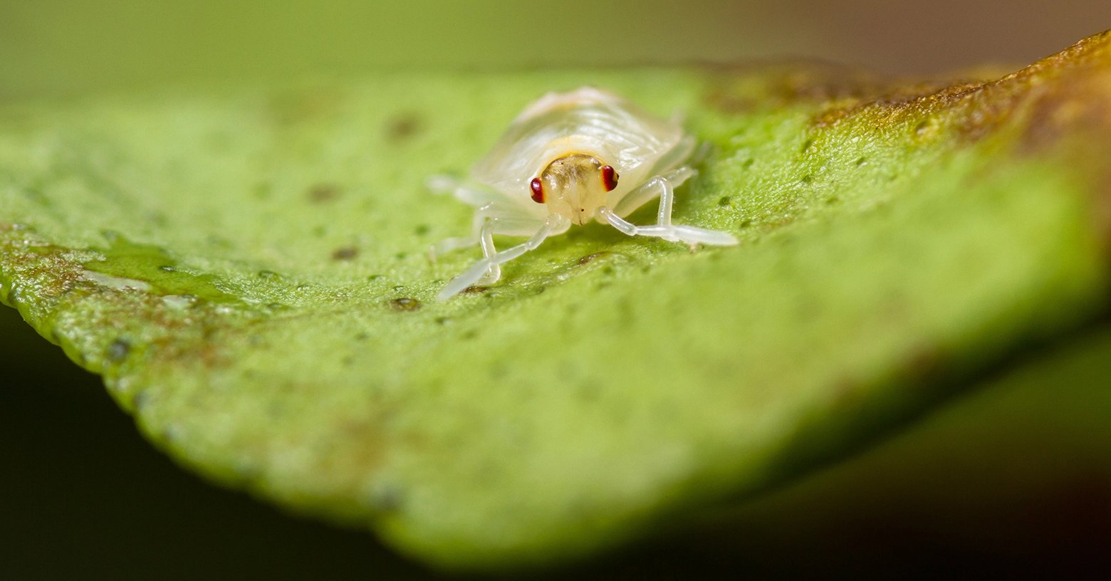 Controlling Spider Mites in Corn Crops