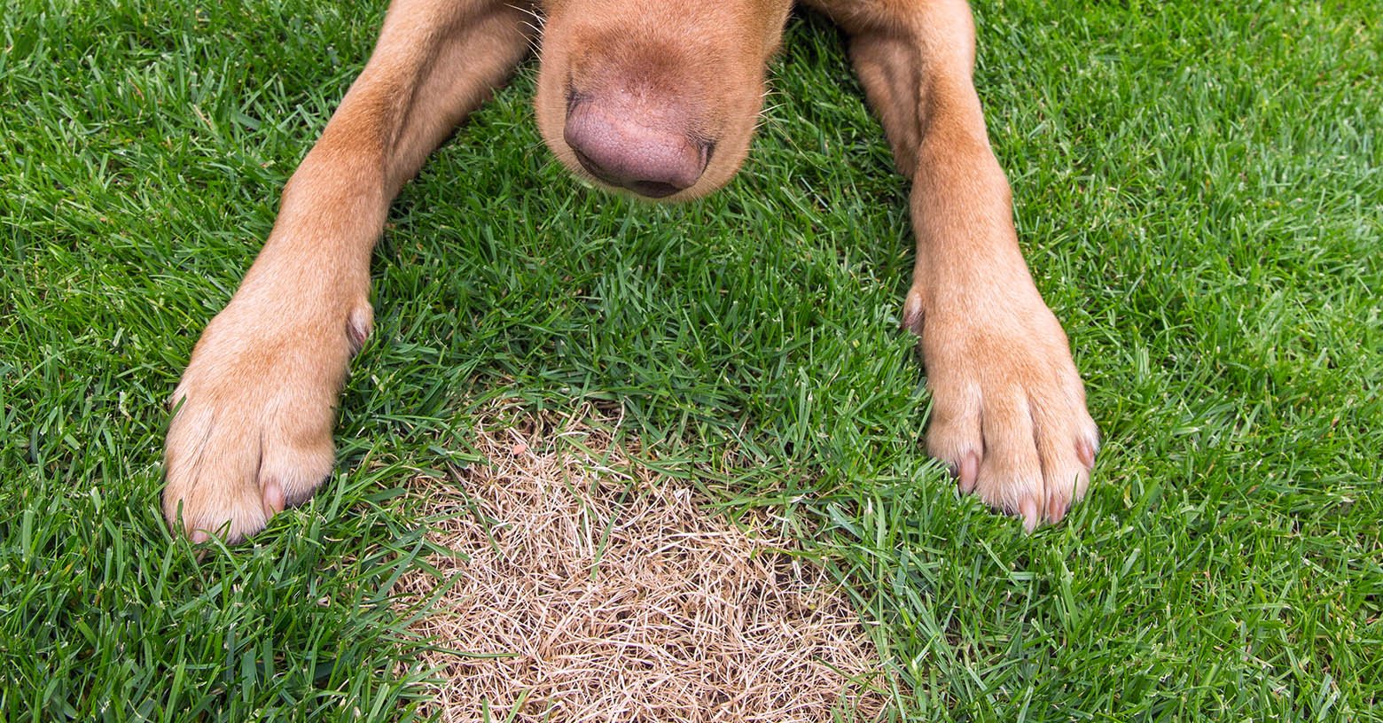 Dog Spots on Your Lawn: Causes, Prevention and Treatment