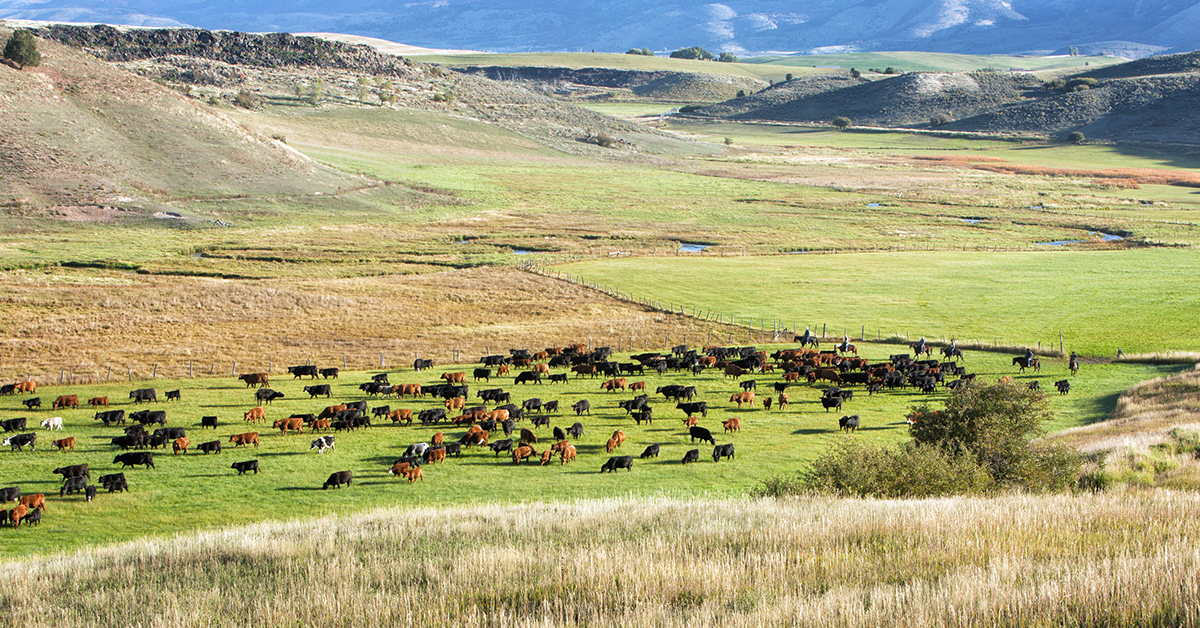 Feed Smarter: Cattle Nutrition Technologies for Better Performance and Profitability