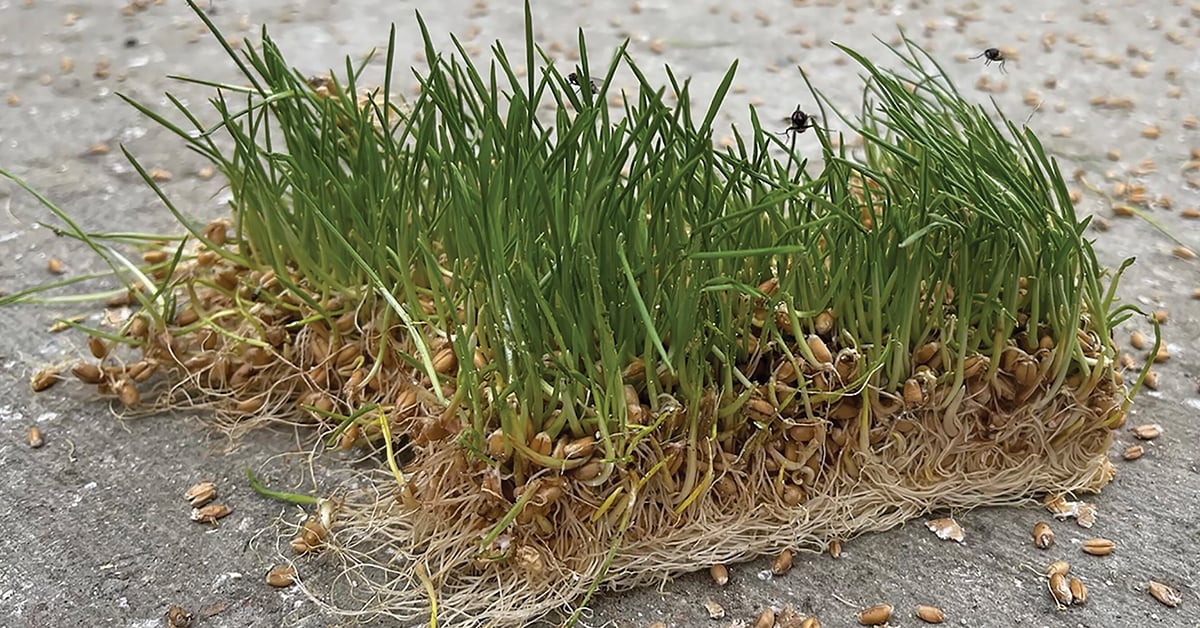 Wheatgrass Fodder For Cows | informacionpublica.svet.gob.gt