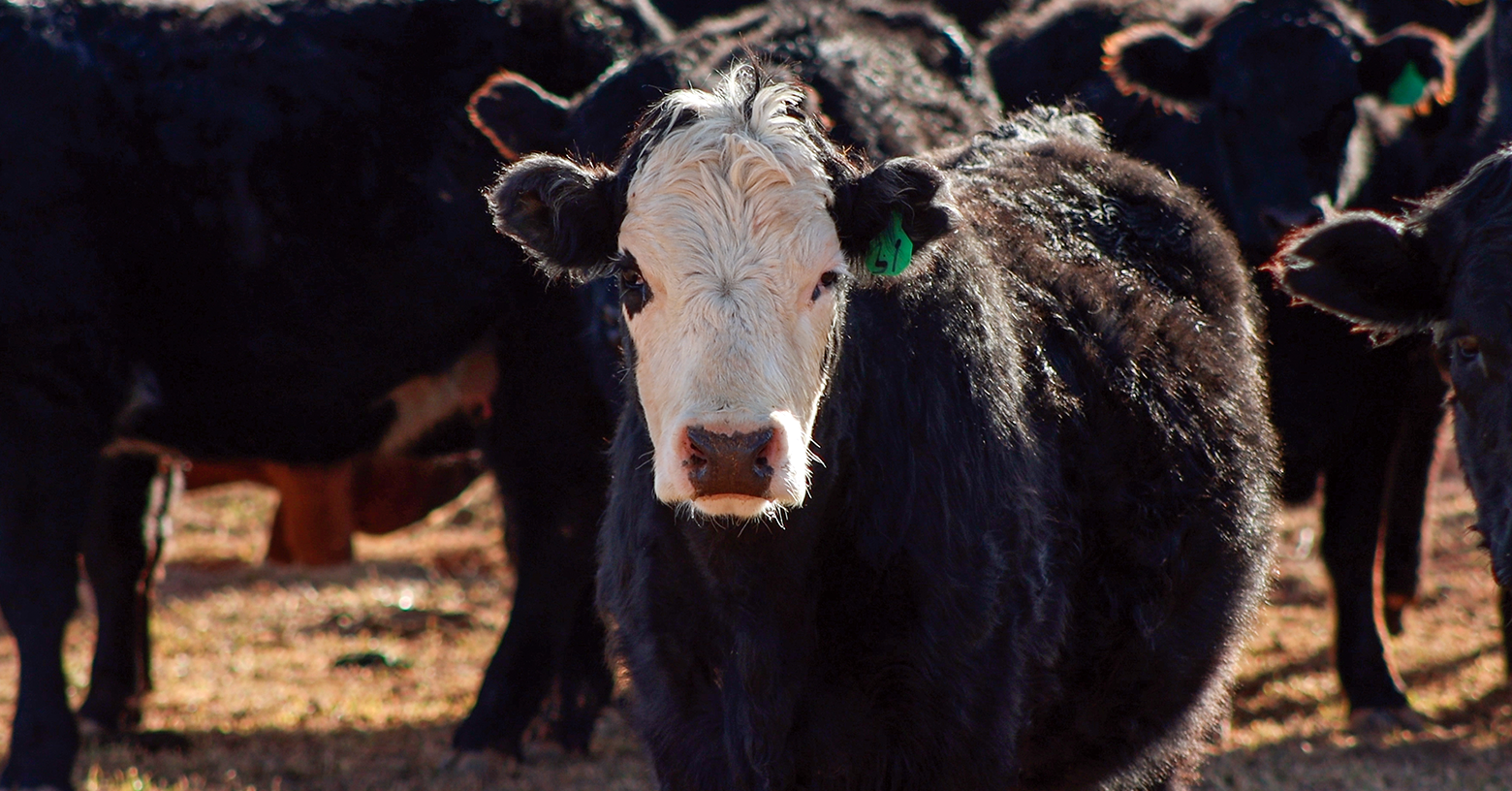 Improving Livestock Production with IFA ICBM Cattle Mineral Supplement