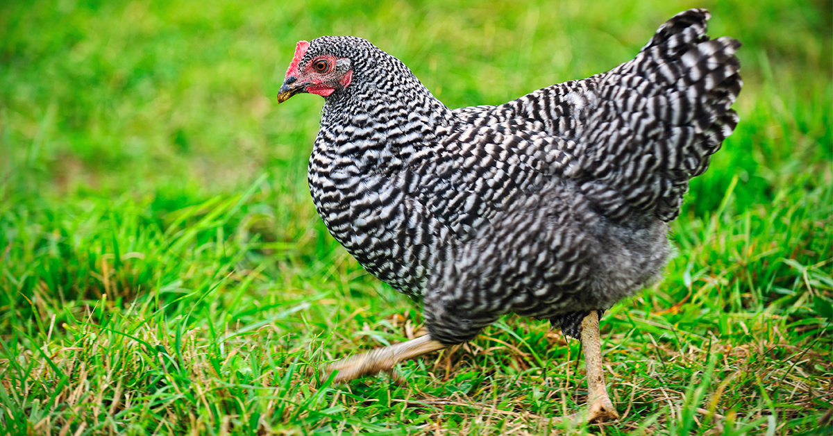 Most Popular Backyard Chicken Breeds to Consider When Buying Chicks