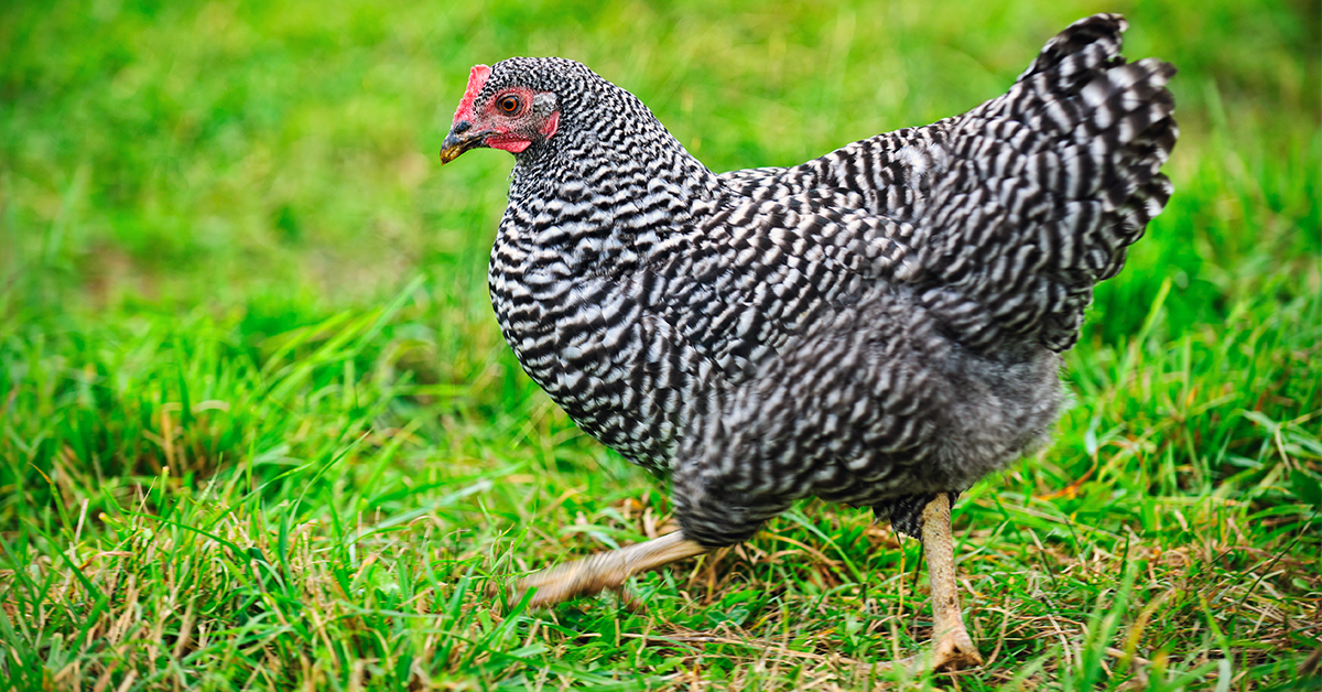 Classic American Chicken Breeds - Backyard Poultry