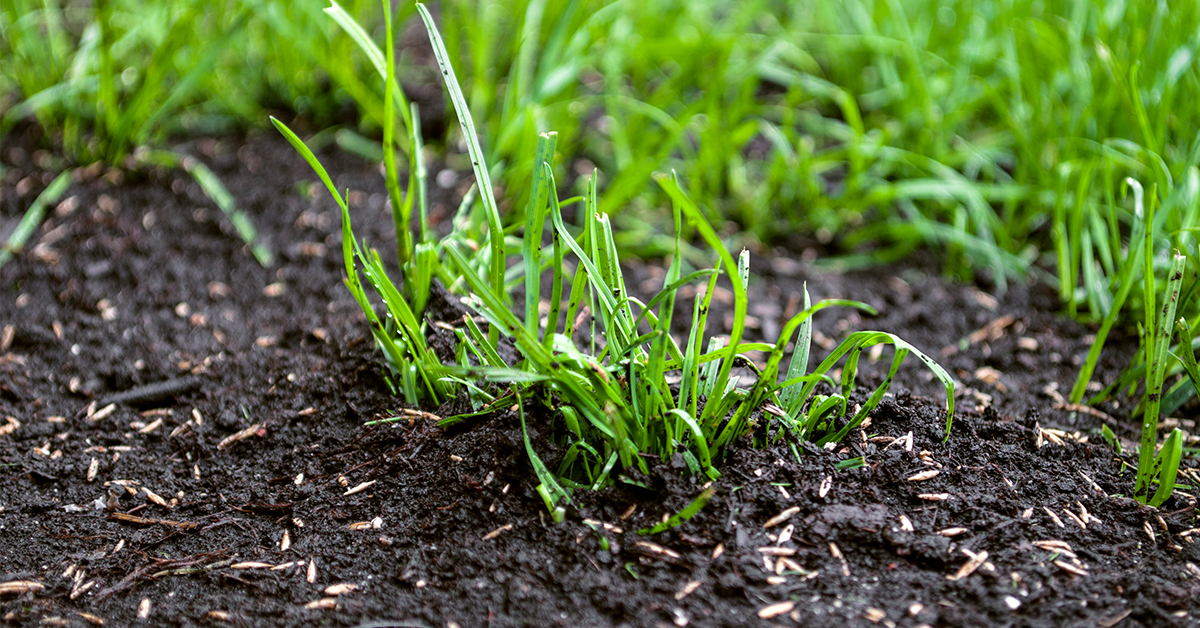 Overseeding Your Lawn for Rejuvenating Fall Growth