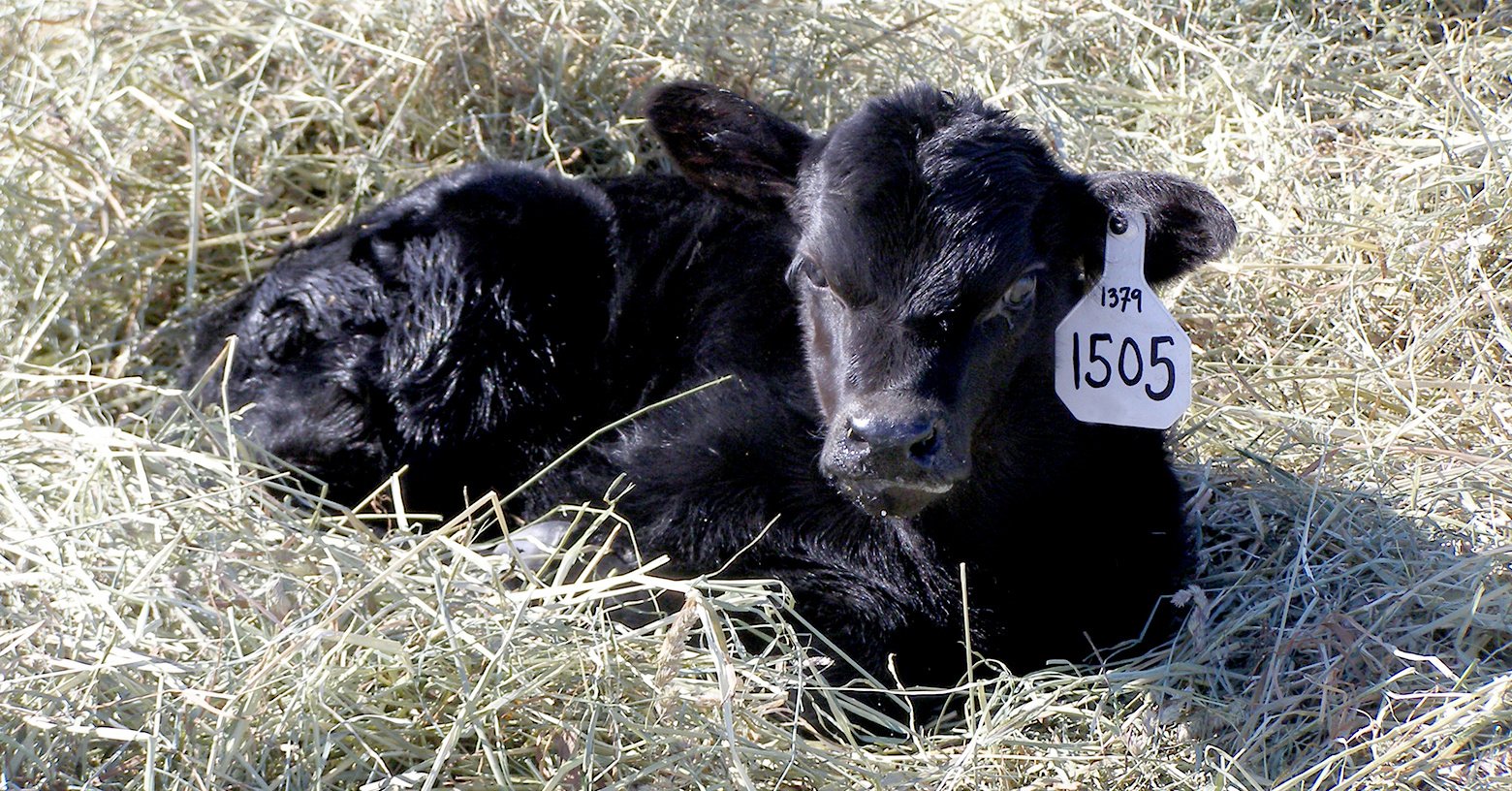 Planning for Calf Health Before Birth: Calving Season Protocol for Beef and Dairy Producers