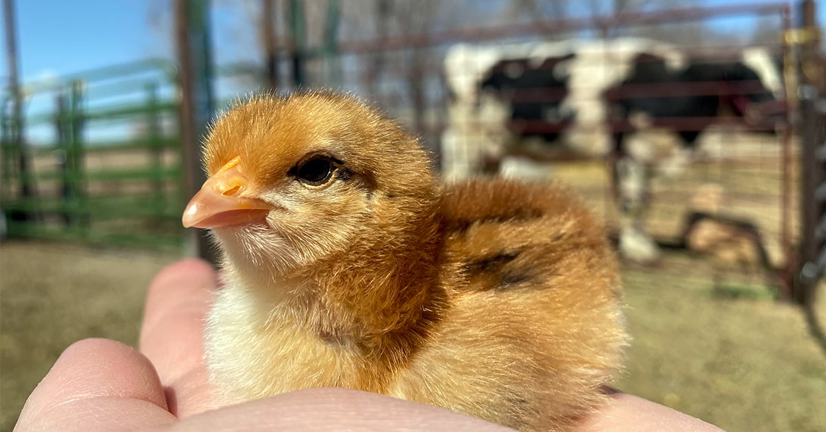 Raising Baby Chicks: Starter Guide and Timeline