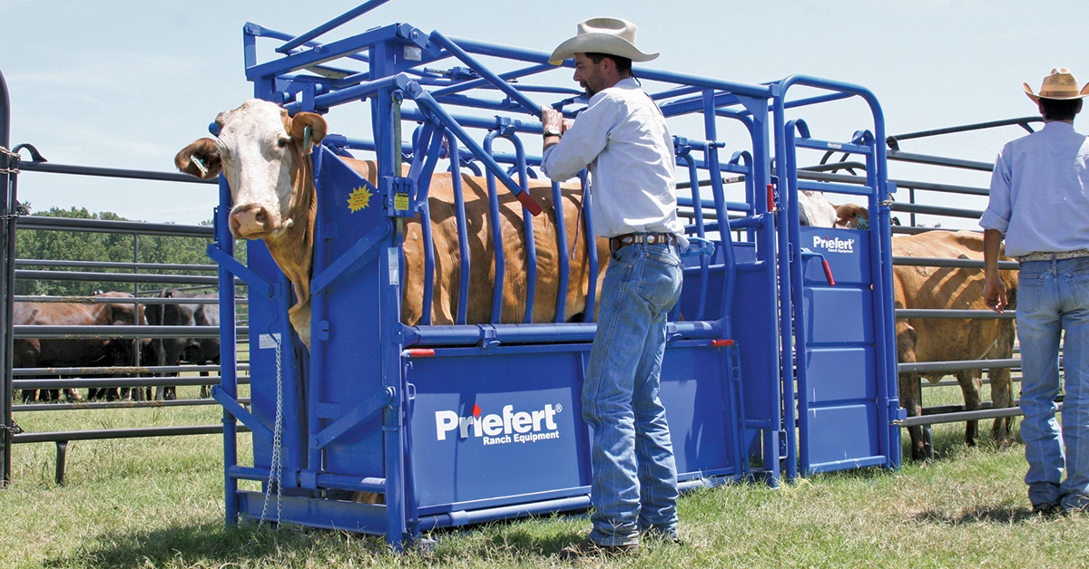 Reducing Livestock Stress With Advanced Cattle Handling Equipment