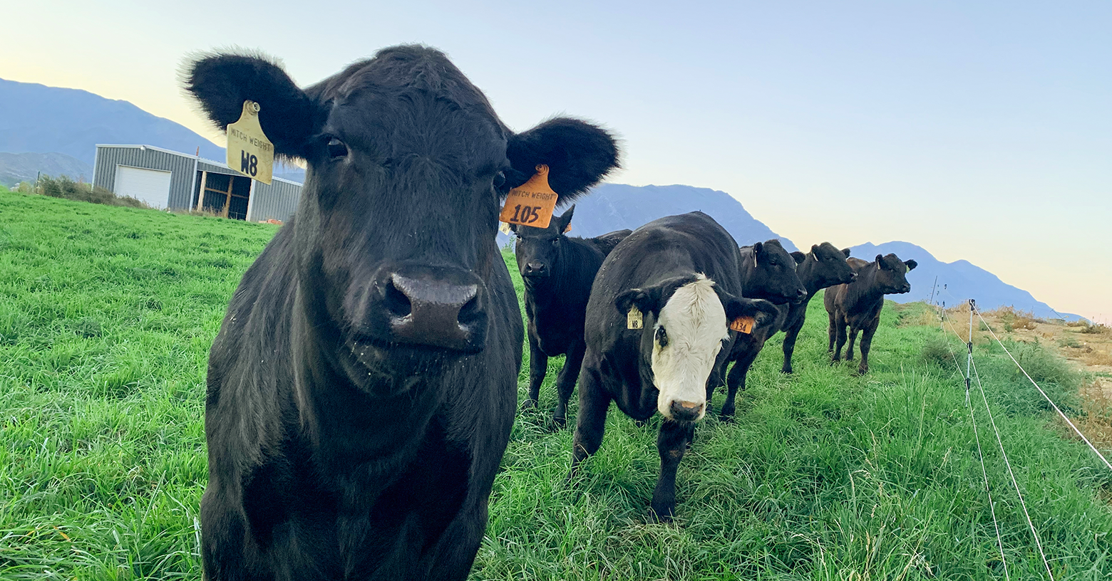 Rotational Grazing Systems to Maximize Livestock Nutrition