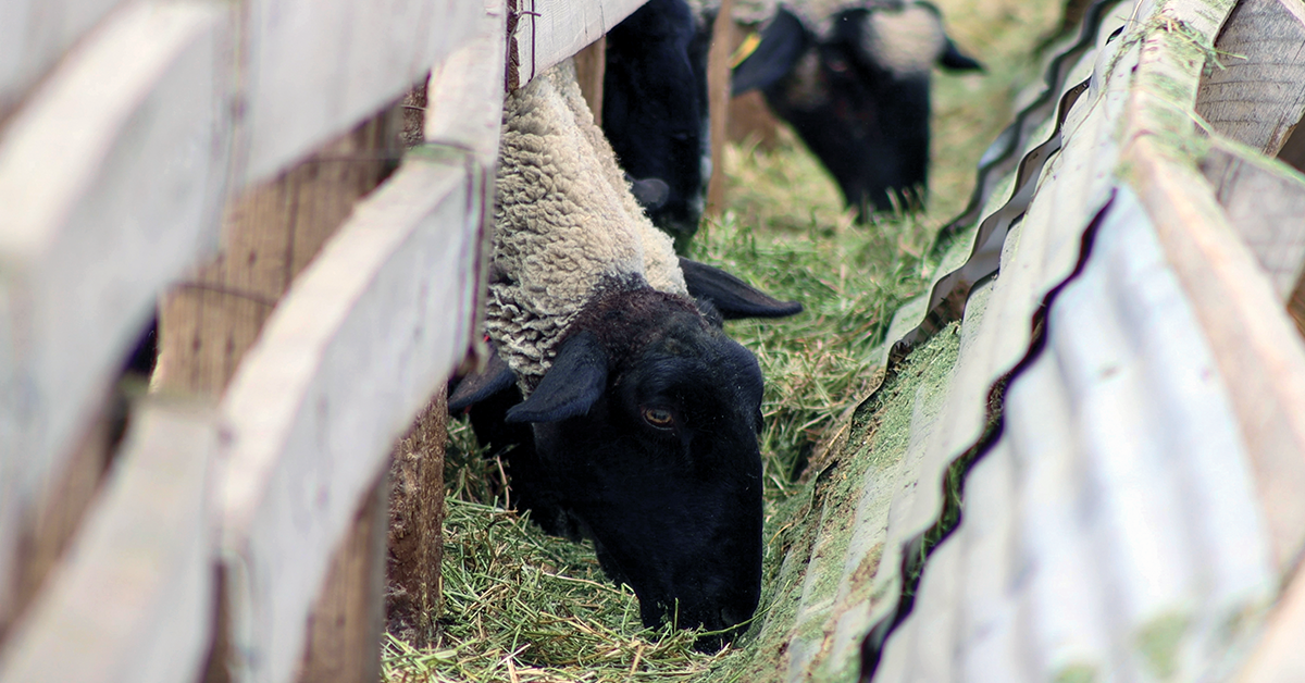 Sorenson Sheep Co.: A Family’s Sheep Farm Story
