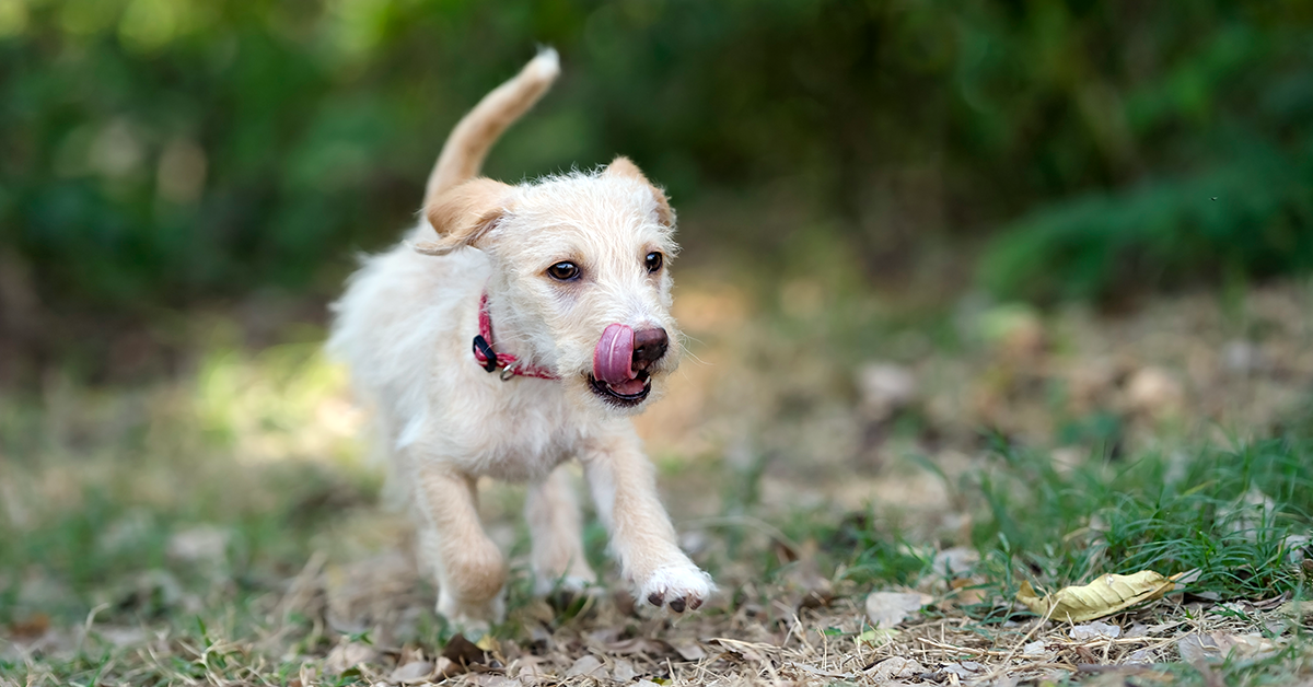 Summer Pet Safety for Dogs: Tips for Happy and Healthy Canines