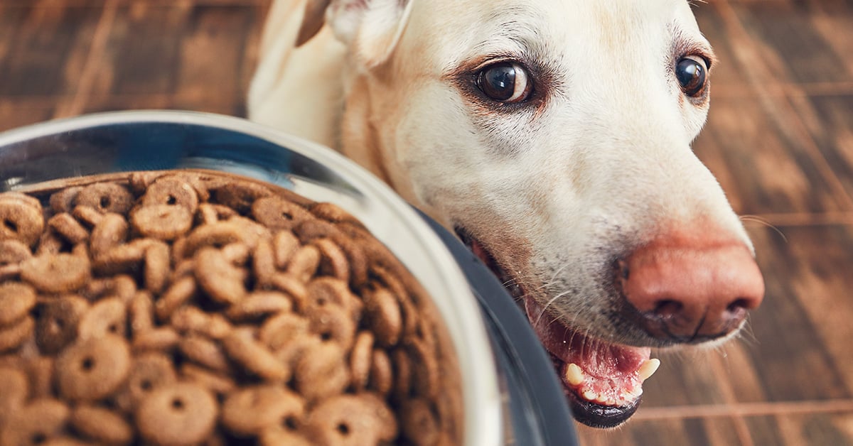 The Best Dog Food: What Ingredients Make for a Rich, Happy Canine?