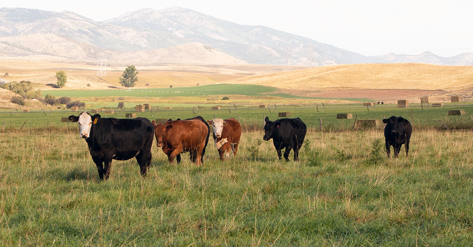 The Dangers of Grass Tetany in Cattle