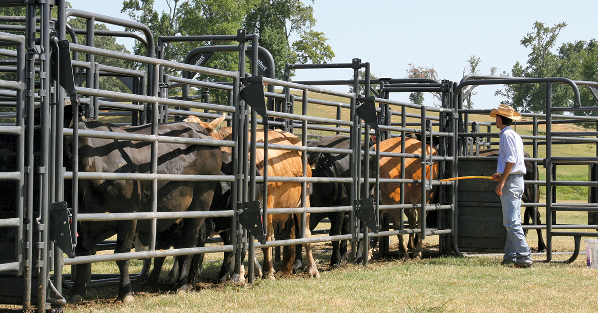 The Role of Livestock Handling in Nutrition, Health and Performance