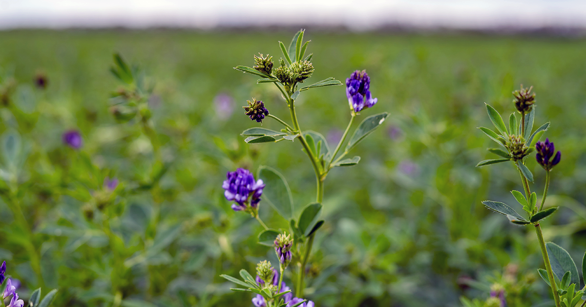 Tips for Successful Fall Planting