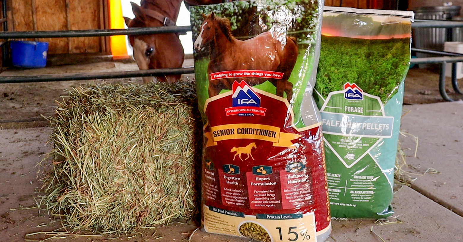 Understanding Equine Feed Supplements