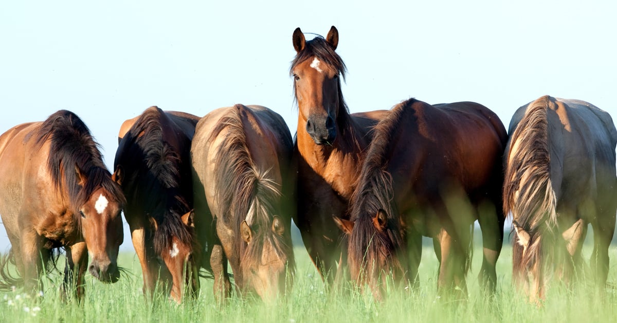 What to Feed Metabolically Challenged Horses