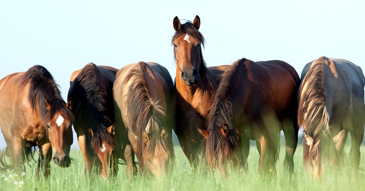 An Easy Guide to Winter Horse Blankets