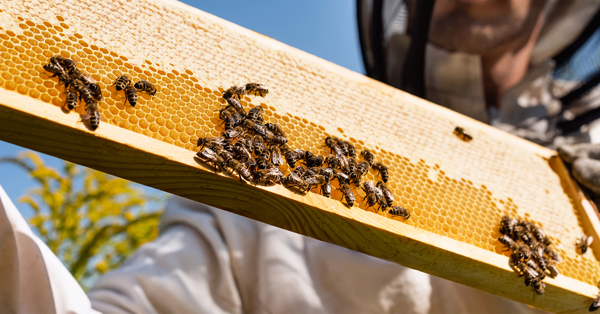 Why We Need Bees & Beekeepers