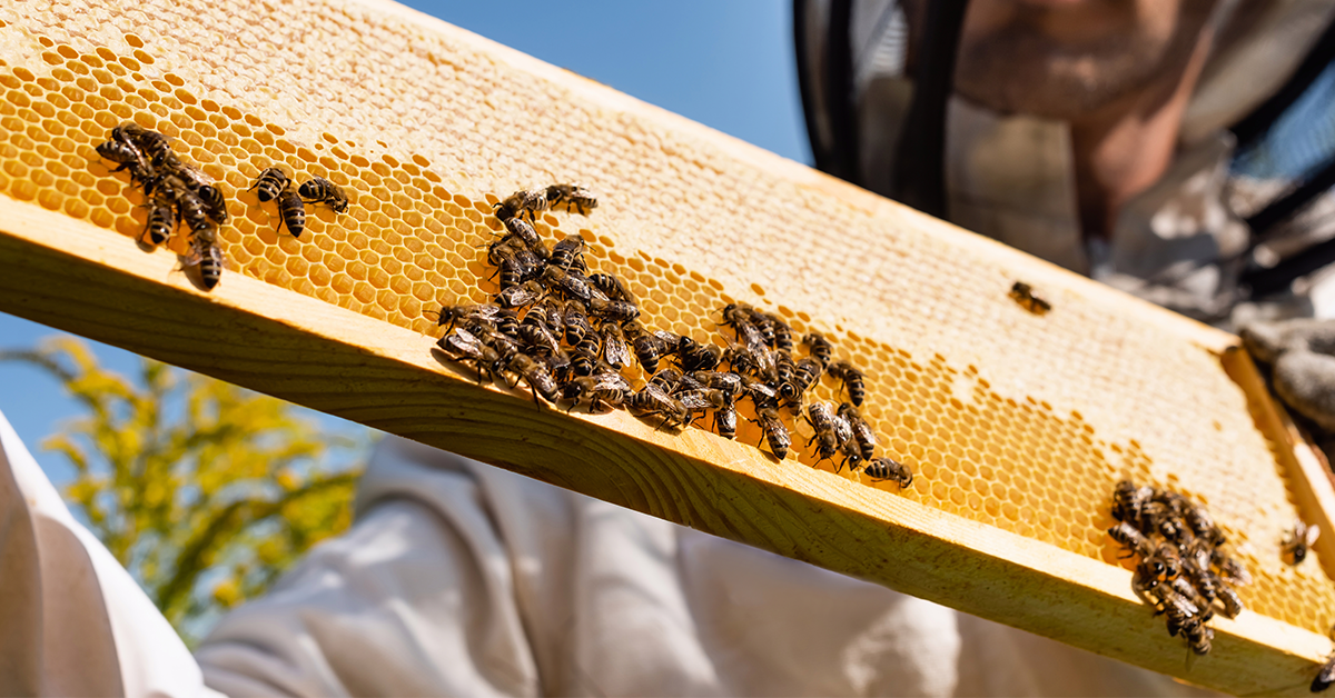 Beekeepers are struggling to keep up with farms' pollination needs