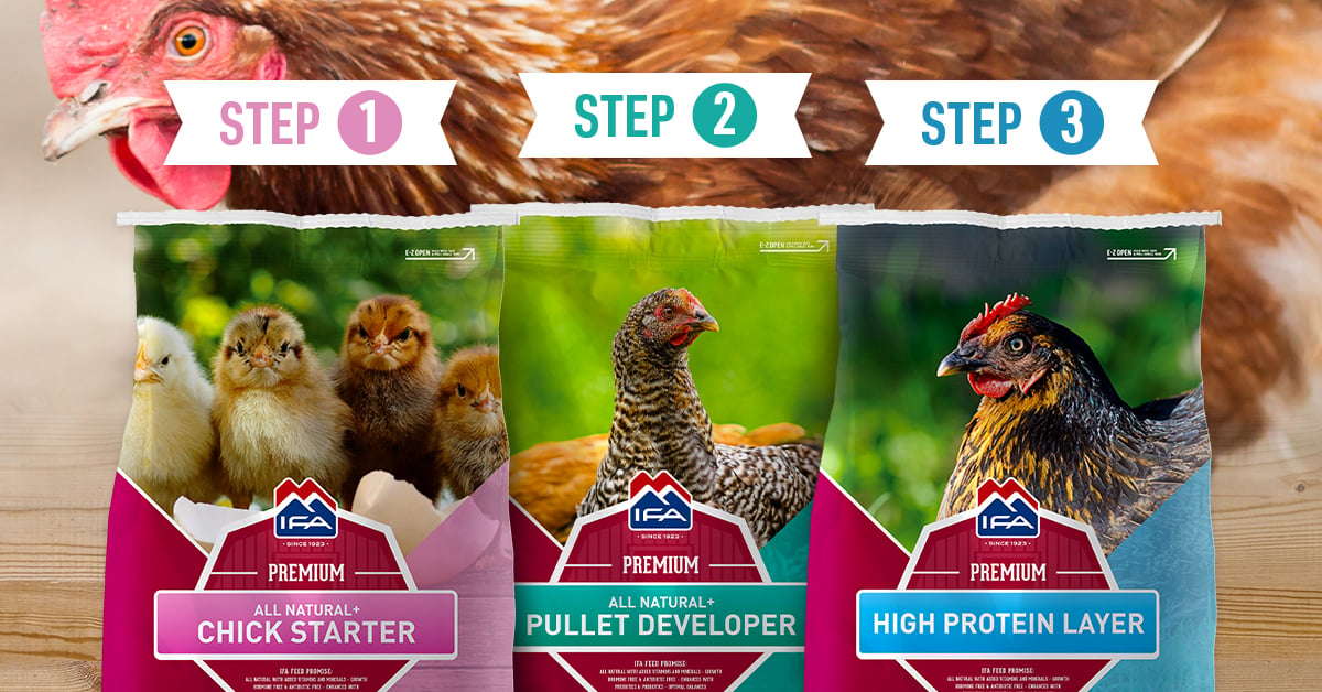 What To Feed Your Chickens From Chicks To Egg-Laying Hens