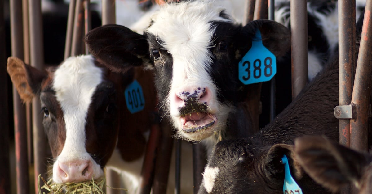 Counting Calories: Improving Availability for Livestock