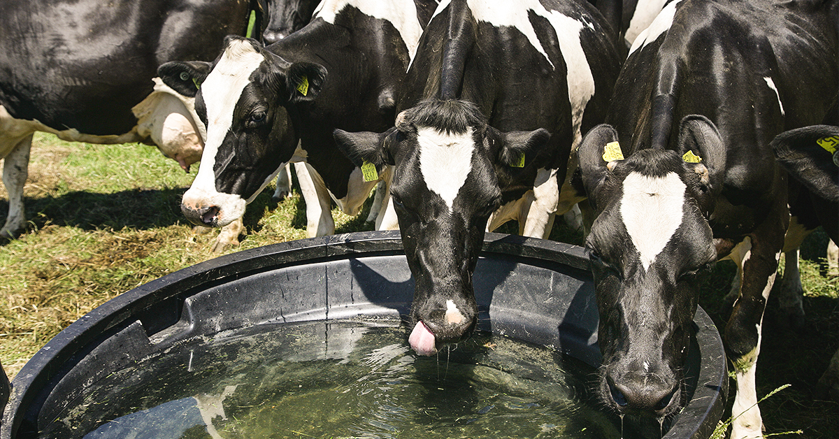 Why Water Is Essential to Your Livestock Nutrition Program