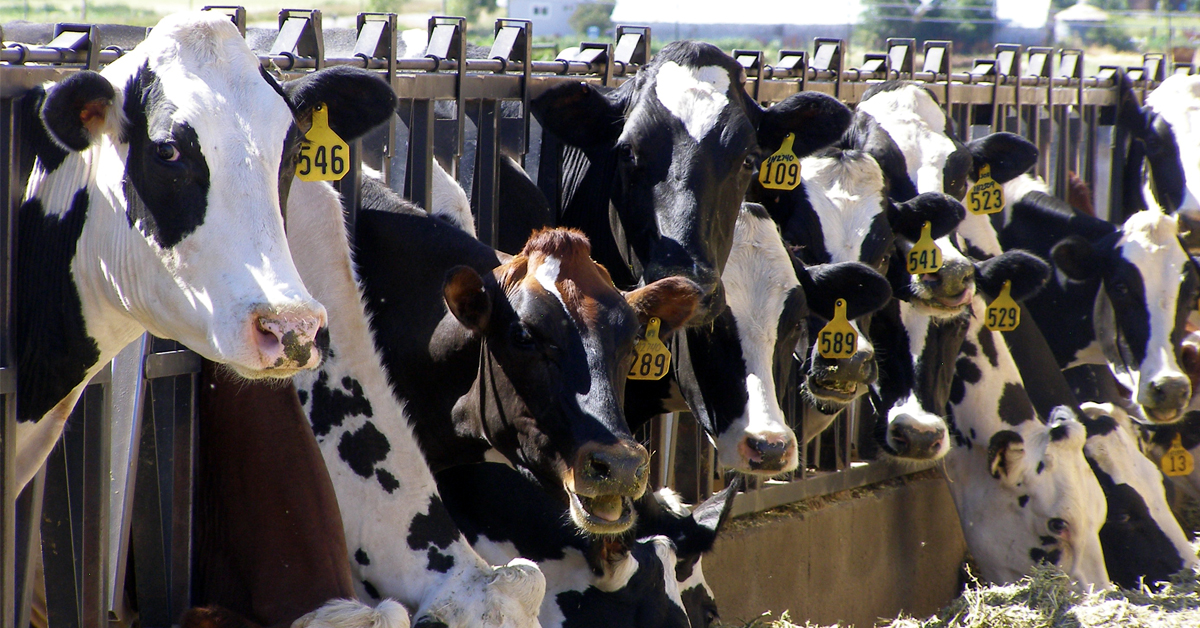 High-forage dairy diets keep cows producing