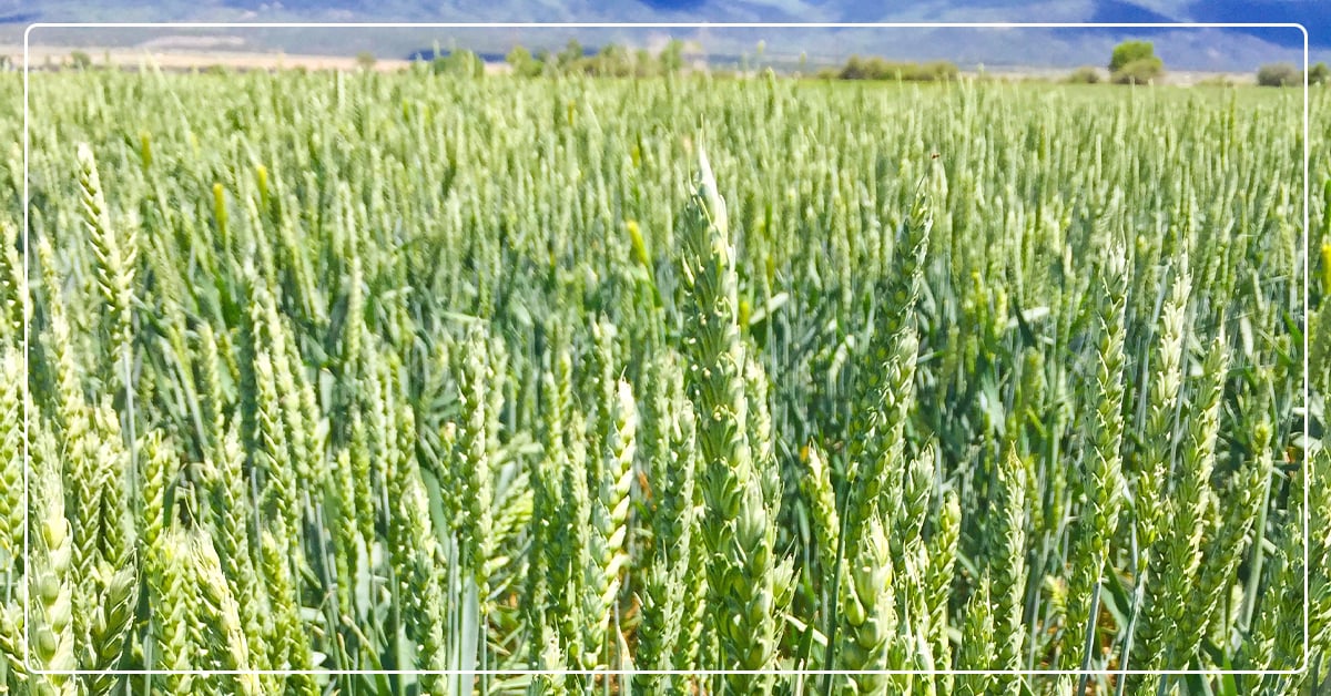 Fall Planting Opportunities and Benefits for Crop Producers