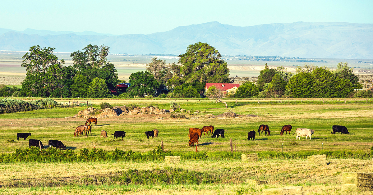 10 Premium and Custom Seed Mixes From IFA and Haystack Mountain IFA