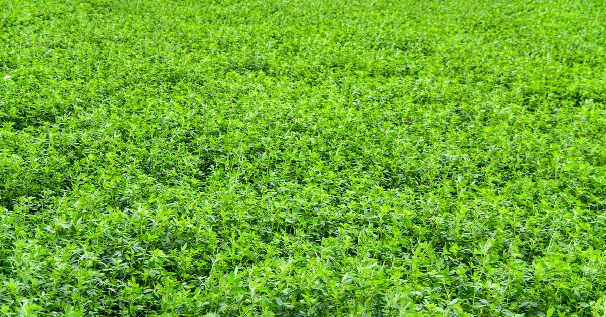 HarvXtra Alfalfa Product Enhances Digestibility and Weed Control